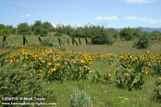 Wyethia amplexicaulis