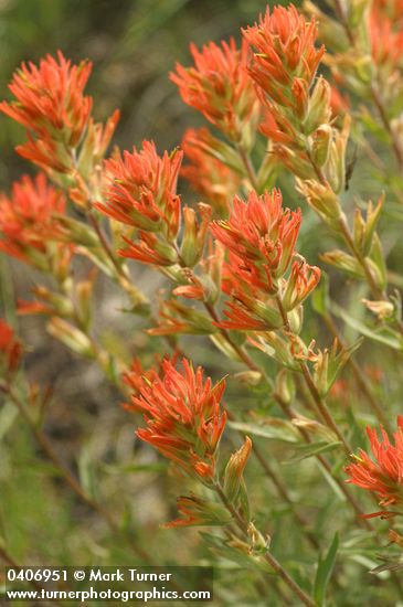 Castilleja hispida ssp. acuta