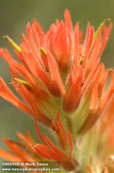 Castilleja hispida ssp. acuta