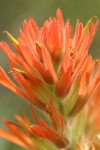 Acute Paintbrush bracts & blossoms detail