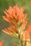 Acute Paintbrush bracts & blossoms detail