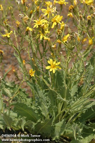 Crepis atribarba ssp. originalis (C. barbigera)