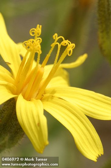 Crepis atribarba ssp. originalis (C. barbigera)