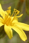 Slender Hawksbeard blossom extreme detail