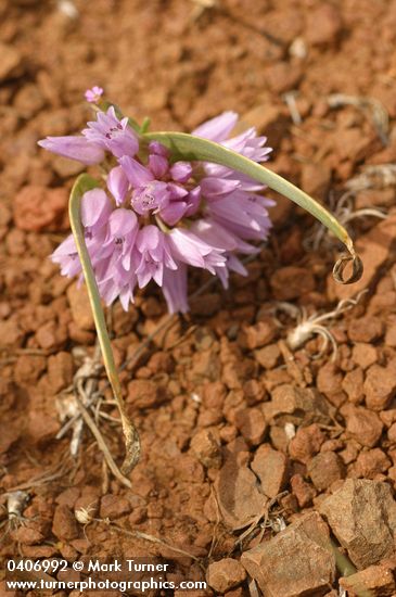 Allium lemmonii