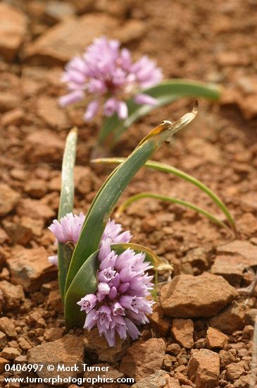 Allium lemmonii