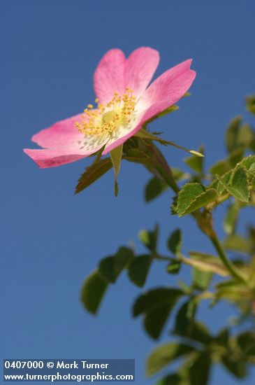 Rosa eglanteria