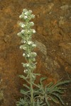 Elko Cryptantha