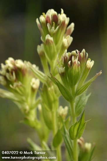 Castilleja cusickii