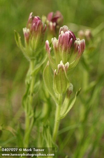 Castilleja cusickii