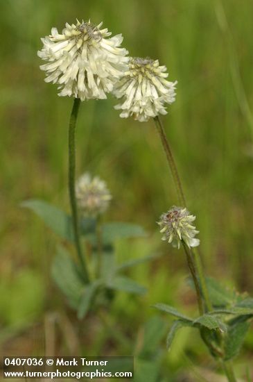 Trifolium eriocephalum ssp. arcuatum (T. eriocephalum var. piperi)