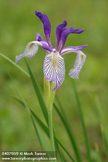 Iris missouriensis