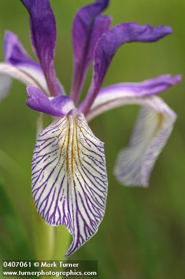 Iris missouriensis