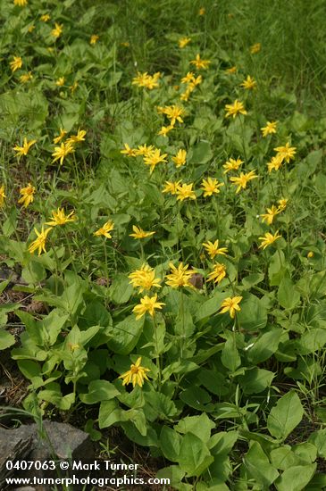 Arnica cordifolia