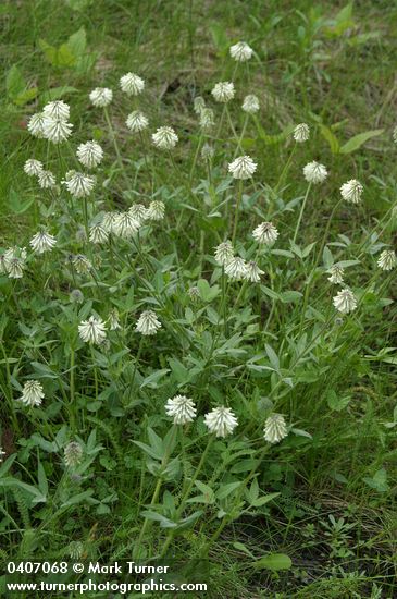 Trifolium eriocephalum ssp. arcuatum (T. eriocephalum var. piperi)