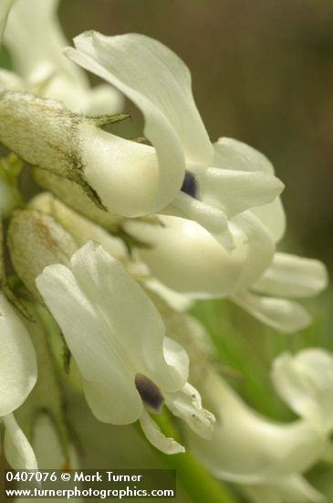 Astragalus canadensis