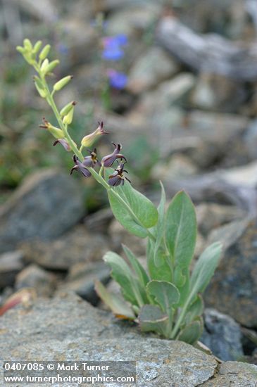 Streptanthus cordatus