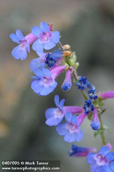 Penstemon humilis