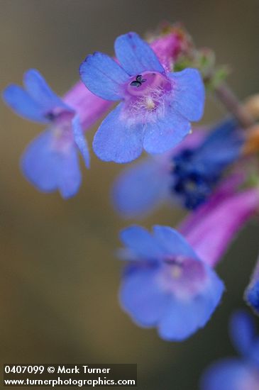 Penstemon humilis