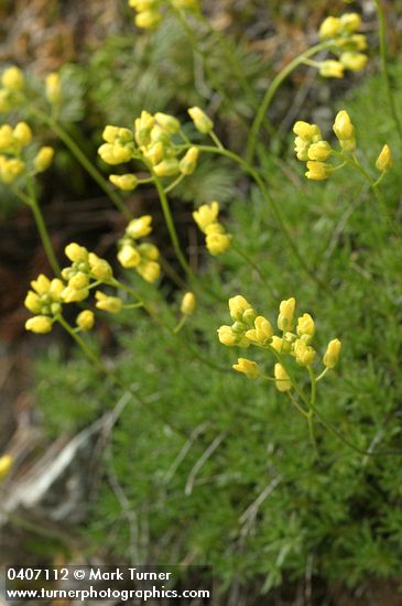 Draba densifolia