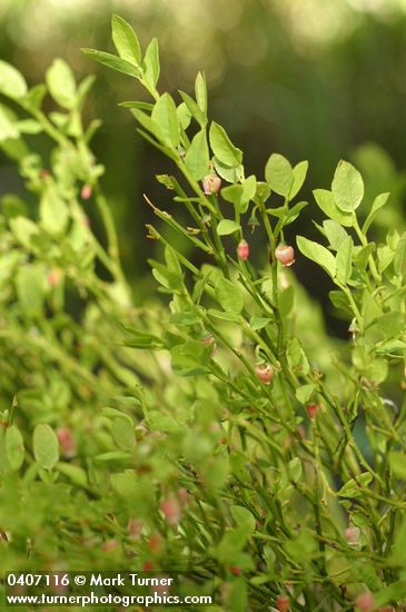 Vaccinium scoparium