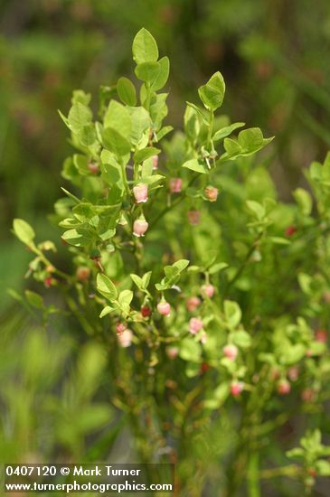 Vaccinium scoparium