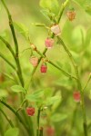 Grouseberry blossoms & foliage detail