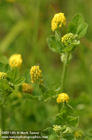 Medicago lupulina