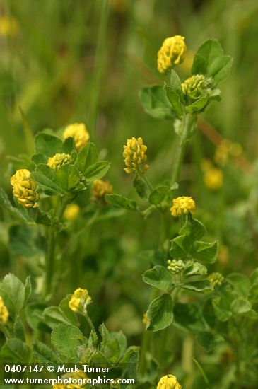 Medicago lupulina