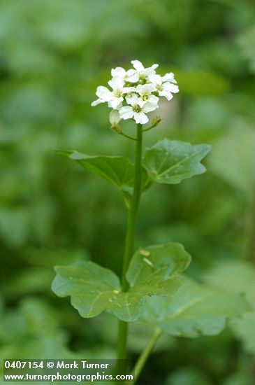 Cardamine cordifolia