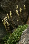 Alpine Alumroot