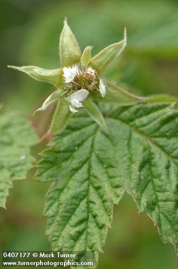 Rubus idaeus