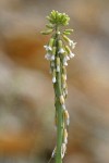 Holboell's Rock Cress blossoms