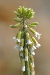 Holboell's Rock Cress blossoms detail