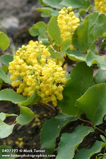 Mahonia repens