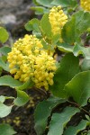 Trailing Oregon Grape blossoms & foliage