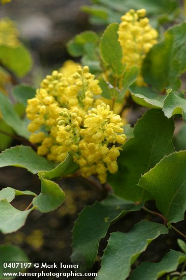 Mahonia repens