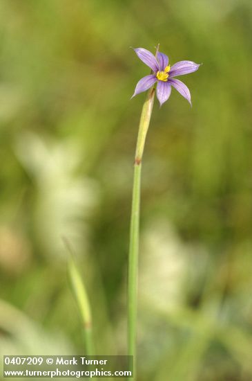 Sisyrinchium idahoense