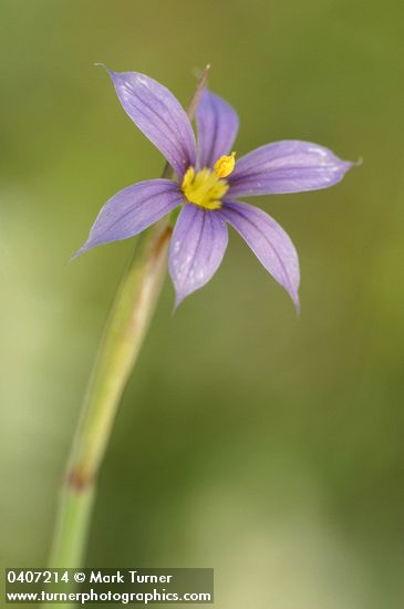 Sisyrinchium idahoense