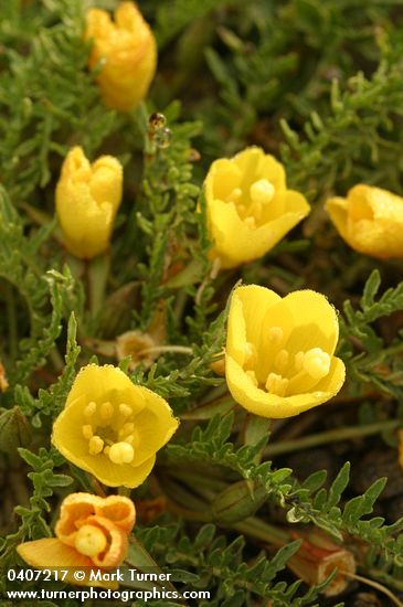 Camissonia tanacetifolia