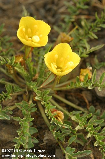 Camissonia tanacetifolia