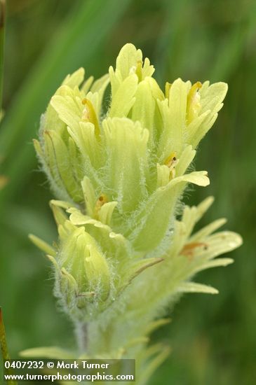 Castilleja cusickii