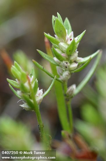 Polygonum minimum