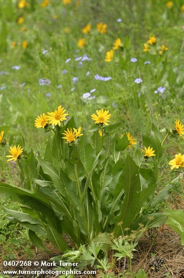 Wyethia amplexicaulis; Linum lewisii