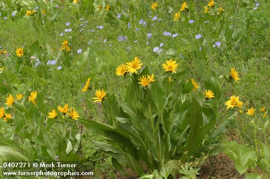 Wyethia amplexicaulis; Linum lewisii