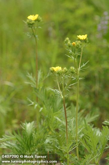 Potentilla gracilis var. flabelliformis