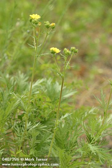 Potentilla gracilis var. flabelliformis