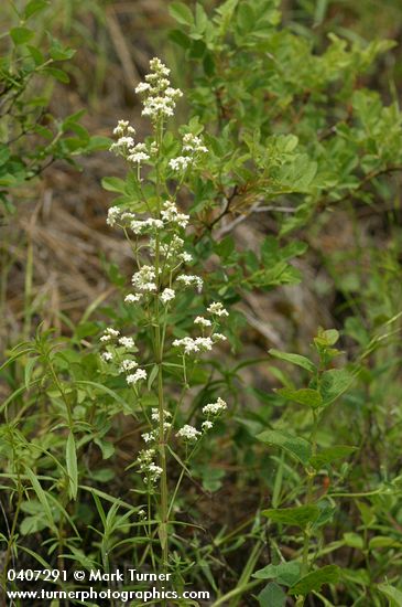 Galium boreale