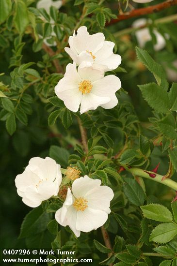 Rosa canina