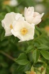 Dog Rose blossoms & foliage detail